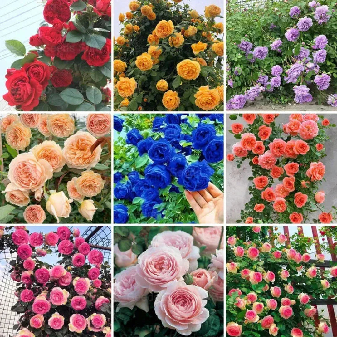 Primium Climbing Rose Seeds Combo – Grow Your Own Rose Paradise at Home