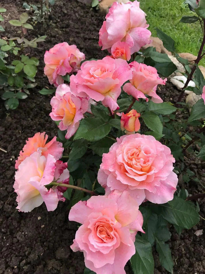 Primium Climbing Rose Seeds Combo – Grow Your Own Rose Paradise at Home